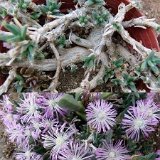 Trichodiadema sp Oudtshoorn RSA PR   ÉPUISÉ - OUT of STOCK - AGOTADO